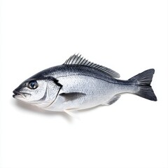 Fototapeta premium Striking image of fish on white background highlighting its colors and features in a realistic high quality isolated presentation