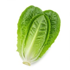 Fototapeta premium Close up of fresh romaine lettuce with vibrant green leaves on a plain white background studio shot