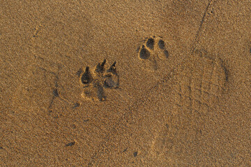 A dog’s paw prints and a human shoe mark are imprinted in the golden sand. The contrast of footprints tells a silent story of companionship, adventure, and a peaceful walk along the shore.