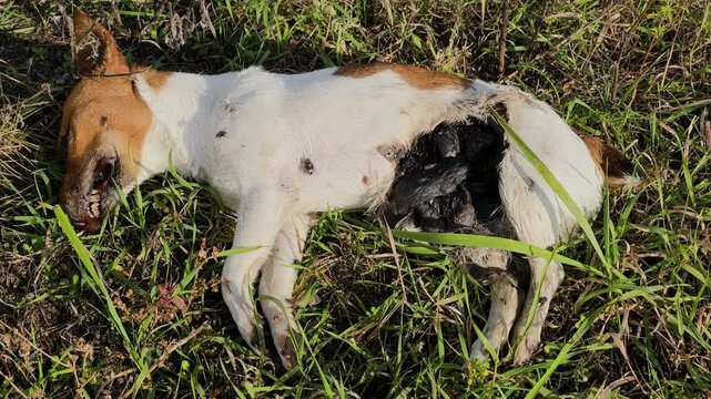 A dead dog lies on the grass and corpse flies crawl on it
