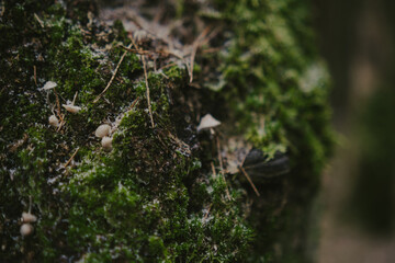 Forest landscape with tree textures