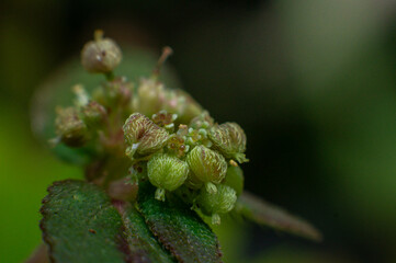 Fototapeta premium macro of leaf