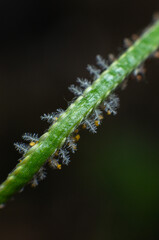 Fototapeta premium caterpillar on a leaf