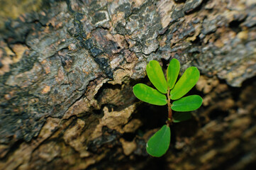 green plant growing on the ground