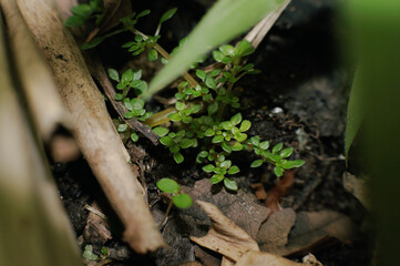 young green plant