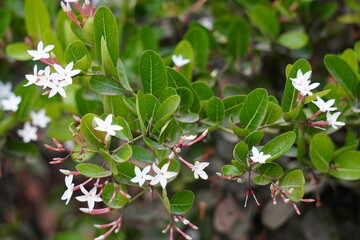 Carissa carandas, also known as Bengal currant, Christ's thorn, or karonda on its branch along with the green leaves
