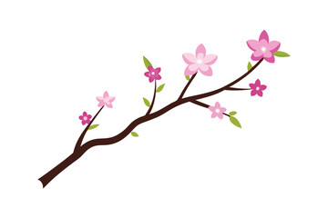 cherry blossom isolated on white