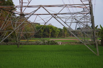 The bottom of the electricity pylon on the paddy field with a dense greenery of vegetation © DEBU