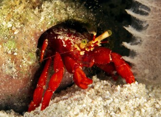 Red hermit crab with green eyes