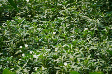 Fototapeta premium A dense patch Tabernaemontana divaricata, commonly known as pinwheel flower, crepe jasmine, or East Indian rosebay
