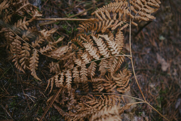 Natural bark textures in the forest