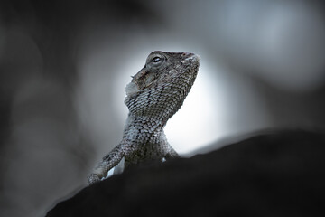 Lizard Portrait from Le Morne, Mauritius