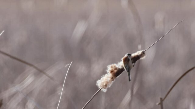 Eurasian penduline tit holds onto the seed head typha and and looks for insects on a sunny spring day.	