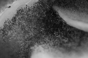 black and white, close-up of spoiled product, fruit, mold close-up, fungus. Rotten product. Spoiled...