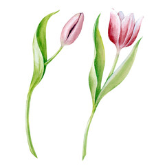 Two beautiful pink tulips are hand-drawn isolated on a white background. One bud and a blooming flower. Botanical illustration. Floral elements are suitable for wedding decorations, postcards and