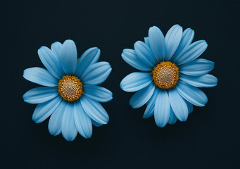 Two Cyan Daisies on Black Background, Top View