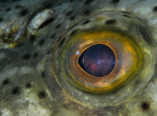 Goliath Gorouper eye