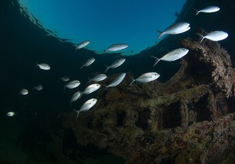 Bar jacks in a wreck