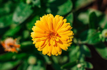 yellow dandelion flower in the garden