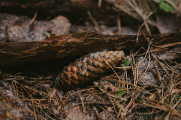Textured tree trunks in the forest