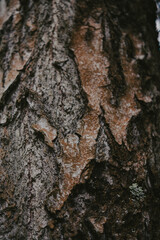 branches and leaves in forest
