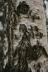 branches and leaves in forest