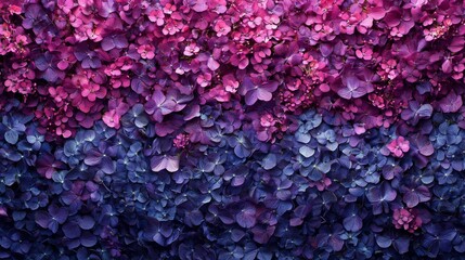 Colorful Hydrangea Flowers Create a Stunning Wall of Pink and Purple Blossoms in a Vibrant Display