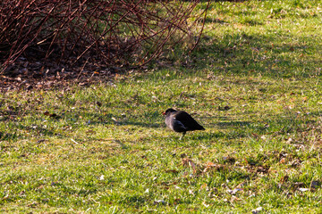 Common moorhen on grass in early spring – Germany, Augsburg, 2 April 2025