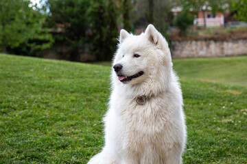 Perro blanco guapo sentado en el césped