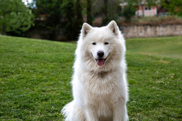 Perro blanco guapo sentado en el césped