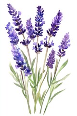 Fototapeta premium Watercolor lavender bouquet on white background