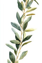 Watercolor olive branch garland isolated on white