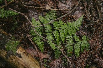 Close-up of tree bark texture