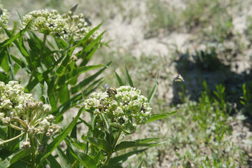 Fototapeta premium Spider antelope-horns milkweed closeup in Texas field.