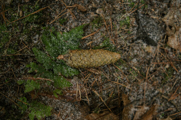 Woodland textures and tree trunks
