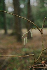 Fallen branches and dry leaves