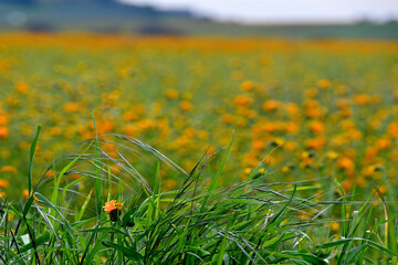 Grasses blowing in the wind with a backdrop of orange fiddleneck wildflowers, Madera, California 