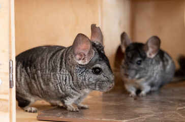Two chinchilla play in cage