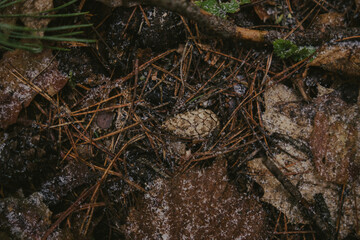 Woodland textures and tree trunks