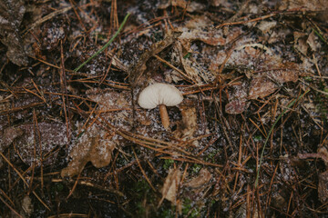 Natural bark textures in the forest