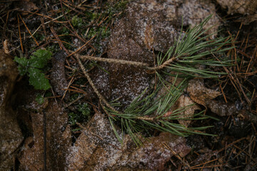 Woodland textures and tree trunks