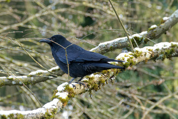 Carrion Crow (Corvus corone) sitting in a tree in Zurich, Switzerland