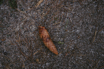 branches and leaves in forest