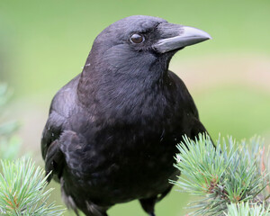 Fototapeta premium American Crow Perched on Evergreen Branches