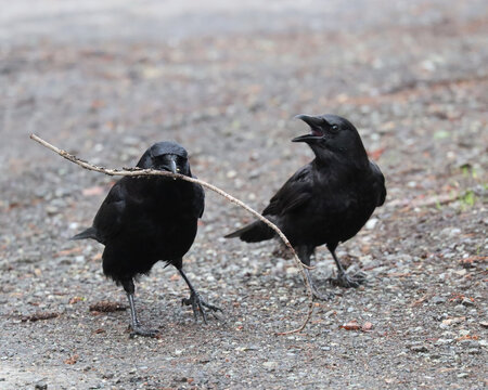 Two Crows Fighting Over A Stick