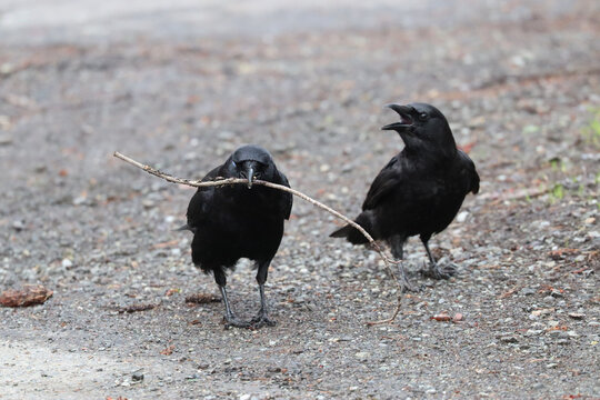 Two Crows Fighting Over A Stick