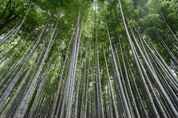 Bautyful view bamboo look like
