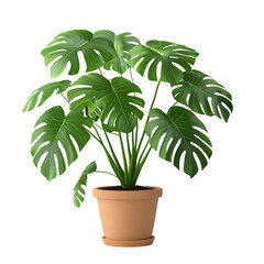A 3D Monstera Plant with Large Split Leaves Isolated on Transparent Background