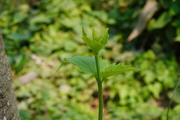 A young stem with young green leaves of the Scrophularia ningpoensis, also known as Ningpo figwort or Chinese figwort in close up with a blurry background