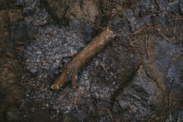 Tree branches and textured bark